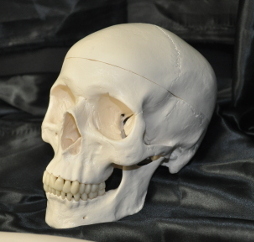 Skull (Emblem of Mortality)